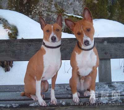 巴仙吉犬的飼養與健康