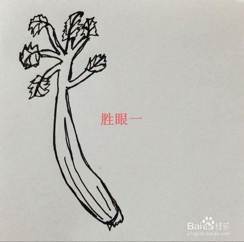 怎樣畫豬五花肉和芹菜呢？