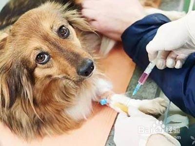 斐沃派愛寵百問之《狂犬病危害有多大？》