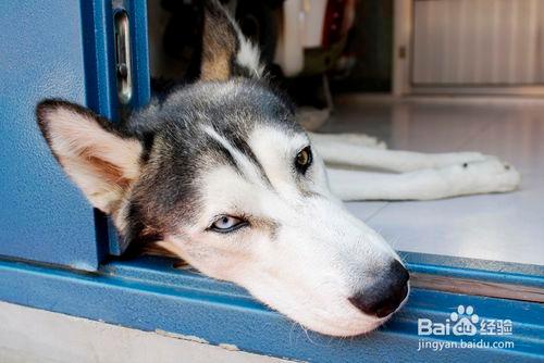 怎麼判斷狗狗有沒有狂犬病 判斷狗狗狂犬病方法