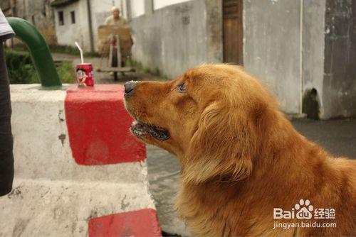 怎麼判斷狗狗有沒有狂犬病 判斷狗狗狂犬病方法