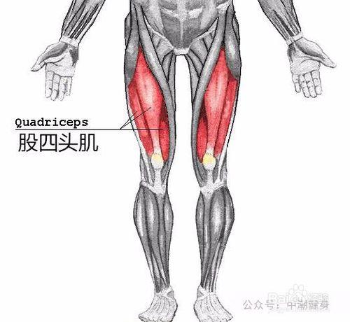 腿部股四頭肌肌肉鍛鍊方法