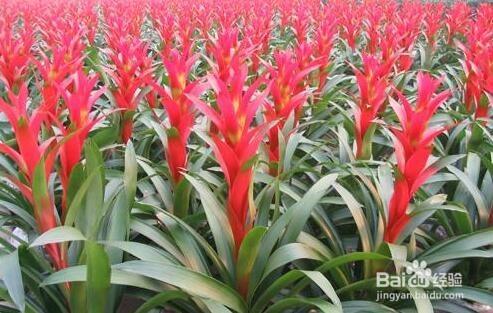 鳳梨花顏色變淡怎麼辦 鴻運當頭花色變淡怎麼辦