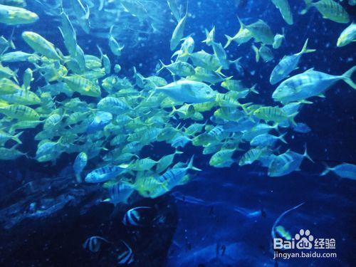 天津海昌極地海洋世界和外灘公園遊玩攻略