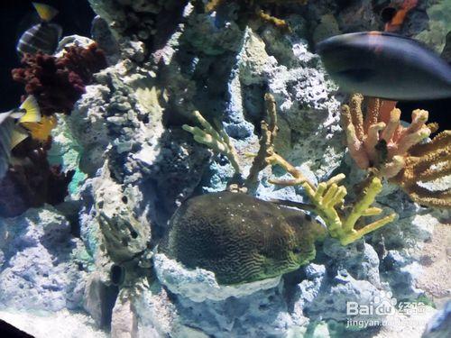 天津海昌極地海洋世界和外灘公園遊玩攻略