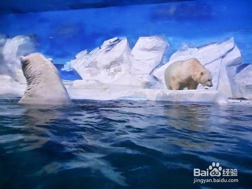 天津海昌極地海洋世界和外灘公園遊玩攻略