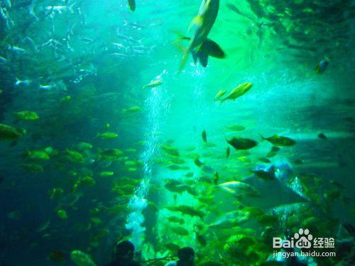 天津海昌極地海洋世界和外灘公園遊玩攻略