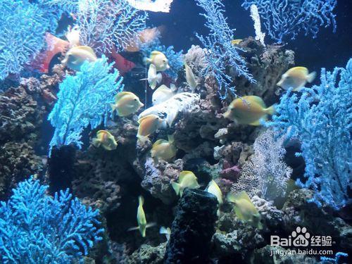 天津海昌極地海洋世界和外灘公園遊玩攻略