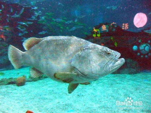 天津海昌極地海洋世界和外灘公園遊玩攻略