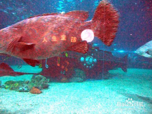 天津海昌極地海洋世界和外灘公園遊玩攻略